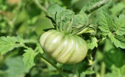 Светлана Протас - Крупные и сладкие томаты завяжутся на всех кустах, если таким способом поливать помидоры - belnovosti.by