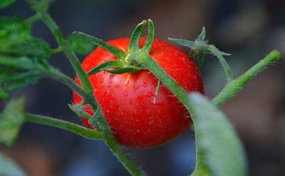 Высадка помидоров лежачим способом: в чем заключается суть метода - belnovosti.by