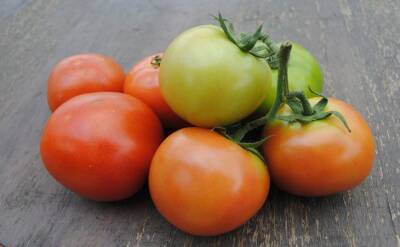 Светлана Протас - На месяц раньше, чем у соседей: две хитрости дают обильный урожай сочных томатов в 95% - belnovosti.by