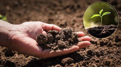 Как самостоятельно проверить кислотность почвы на своем участке - supersadovnik.ru