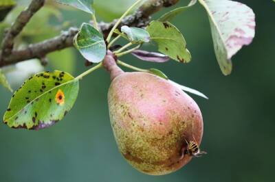 Ольга Котова - Всего раз так польете яблони и груши в августе и от сочных фруктов не будет отбоя - belnovosti.by