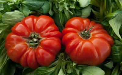 Светлана Протас - 3 сорта томатов, о которых мало кто знает: стоит посадить, чтобы удивить соседей - belnovosti.by