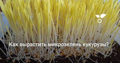 Как вырастить микрозелень кукурузы? - botanichka.ru