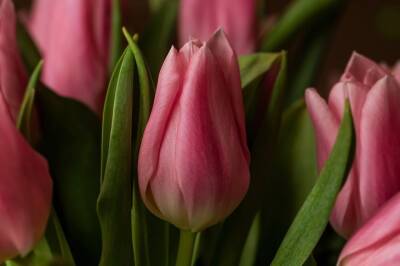 Ольга Котова - Как поступить с тюльпанами после цветения, чтобы они не переродились - belnovosti.by