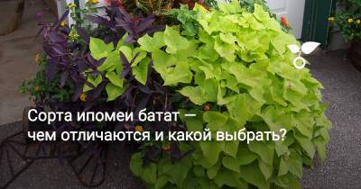 Сорта ипомеи батат — чем отличаются и какой выбрать? - botanichka.ru