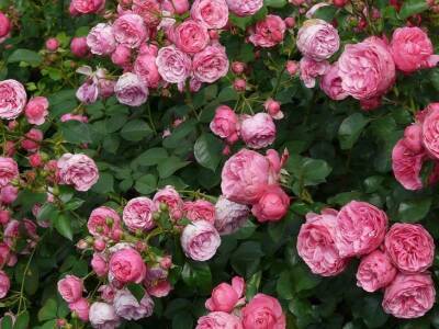 Ольга Котова - Что нужно сделать с розами весной, чтобы они порадовали пышным цветом - belnovosti.by