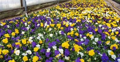 ФОТО. Весна идет: Как выглядят цветущие анютины глазки в теплицах хозяйств в Булдури, Цесисе и Мадоне - rus.delfi.lv