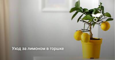Уход за лимоном в горшке - botanichka.ru