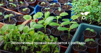 Экологичный урожай начинается с рассады - botanichka.ru
