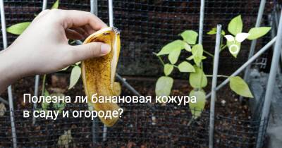 Полезна ли банановая кожура в саду и огороде? - botanichka.ru