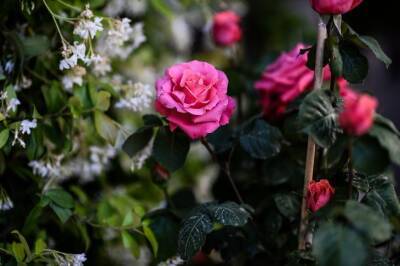 Эти растения нельзя сажать рядом с розой: правила, которые должен знать каждый дачник - belnovosti.by