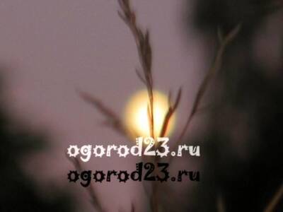 Луна в апреле 2022 года, рекомендации для садоводов и огородников - ogorod23.ru