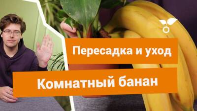 Комнатный банан — особенности ухода и пересадки - botanichka.ru