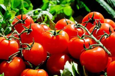 Игорь Зур - Получите реальный суперурожай помидоров, если посадите одно растение рядом - belnovosti.by