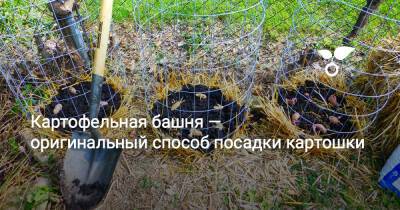 Картофельная башня — оригинальный способ посадки картошки - botanichka.ru