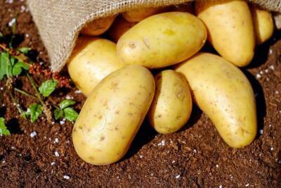 Антон Курчев - Нестандартный способ посадки картофеля, о котором не знают многие дачники: клубни получатся огромными - belnovosti.by