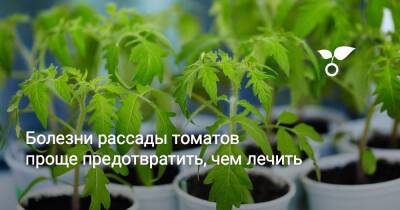 Болезни рассады томатов проще предотвратить, чем лечить - botanichka.ru