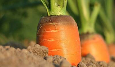Одна ложка этого удобрения позволит вырастить сладкую и крупную морковь: совет бывалых дачников - belnovosti.by