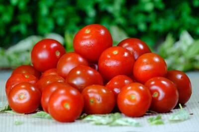 Ольга Котова - На каком расстоянии сажать томаты в грядке, чтобы получить большой урожай: об этом должен знать каждый дачник - belnovosti.by