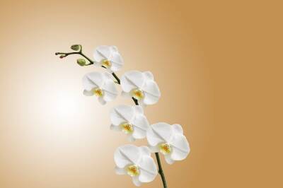 Орхидеи без проблем: что можно вырастить, если не хочется хлопотать вокруг цветка - belnovosti.by