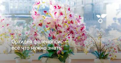 Орхидея фаленопсис — всё что нужно знать - botanichka.ru