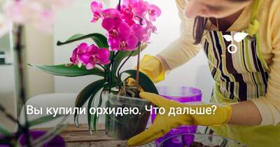 Вы купили орхидею. Что дальше? - botanichka.ru