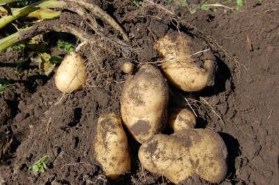 Что нужно класть в лунку при посадке картофеля, чтобы к середине июня получить свежую картошку - belnovosti.by - Канада