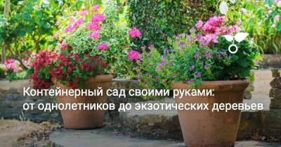 Контейнерный сад своими руками: от однолетников до экзотических деревьев - botanichka.ru