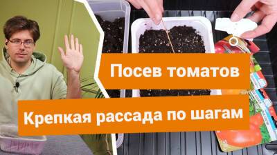 Рассада томатов: от подготовки до посева - botanichka.ru