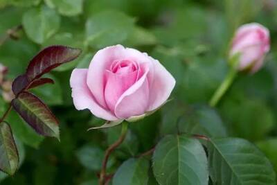 Елен Гутыро - Когда снимать укрытие с роз и начинать проветривать цветы, чтобы они проснулись - belnovosti.by