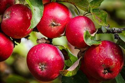 Что нужно сделать весной с яблоней, чтобы было много яблок осенью - belnovosti.by