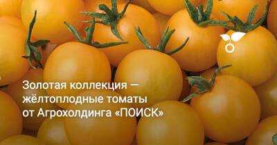 Золотая коллекция — жёлтоплодные томаты от Агрохолдинга «ПОИСК» - botanichka.ru