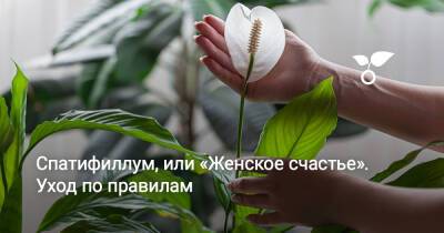 Спатифиллум, или «Женское счастье». Уход по правилам - botanichka.ru