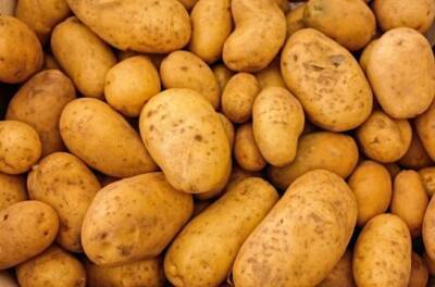 Светлана Протас - Как вырастить картофель в 2 раза крупнее и вкуснее, чем у соседа: хитрости для богатого урожая - belnovosti.by
