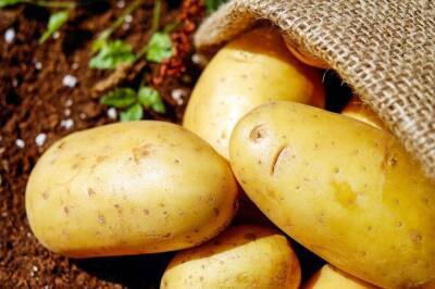 Игорь Зур - Ведро крупного картофеля с одного куста: что для этого нужно - belnovosti.by