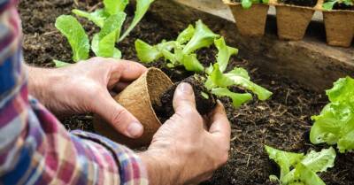 Советует эксперт: Весенние овощи и травы, которые можно посадить в теплице уже в марте - rus.delfi.lv