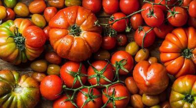 Выращивание томатов по Лунному календарю овощевода-дачника в 2022 году - supersadovnik.ru