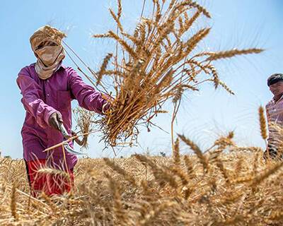 Хлебная мировая: что произойдет с мировым рынком пшеницы - rynok-apk.ru - Китай - Россия - Украина - Сша