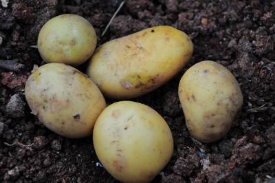 Урожай картофеля увеличится в несколько раз: нужна лишь трава с газона - belnovosti.by