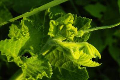 Обязательно посейте это в апреле: ТОП–5 растений - belnovosti.by