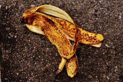 Антон Курчев - Почему хитрые огородники не выбрасывают банановую кожуру: как превратить отход в удобрение - belnovosti.by