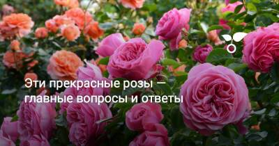 Эти прекрасные розы — главные вопросы и ответы - botanichka.ru