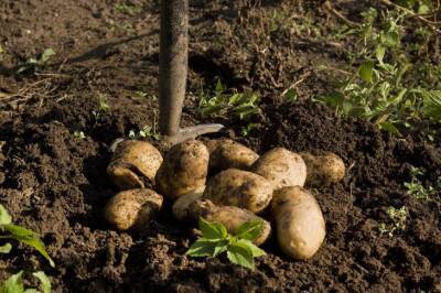 Небывалый урожай: обработайте этим картофель перед посадкой - belnovosti.by