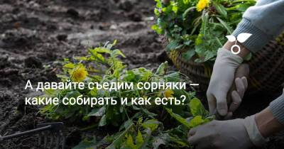 А давайте съедим сорняки — какие собирать и как есть? - botanichka.ru
