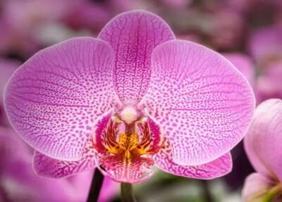Елен Гутыро - Хотите, чтобы орхидея цвела круглый год? 4 простых правила, которые помогут - belnovosti.by