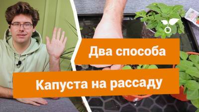 Посев семян капусты на рассаду. Два отличных способа - botanichka.ru