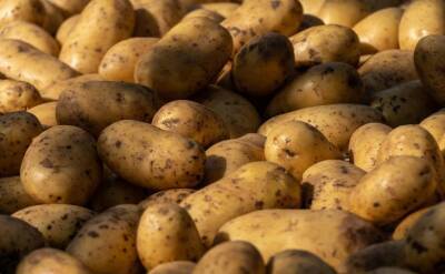 Светлана Протас - Какую подкормку класть в каждую лунку при посадке картошки: результат впечатляет из года в год - belnovosti.by