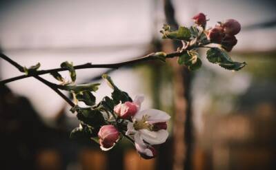 Светлана Протас - 4 секрета, как получать урожай с яблони каждый год - belnovosti.by
