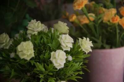 Елен Гутыро - Поливайте комнатные цветы с хрупкими и тонкими стеблями этим, чтобы пышно цвели и росли - belnovosti.by