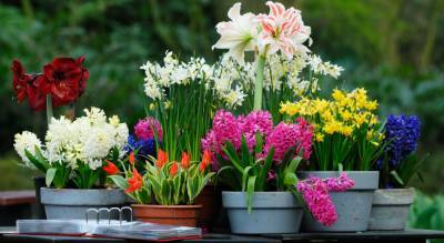 Лучшие луковичные цветы для вашего сада - ogorod.ru